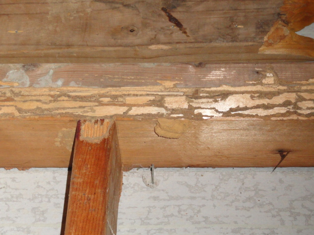 Termite damage noticed during a home inspection in Ridgeland, Mississippi